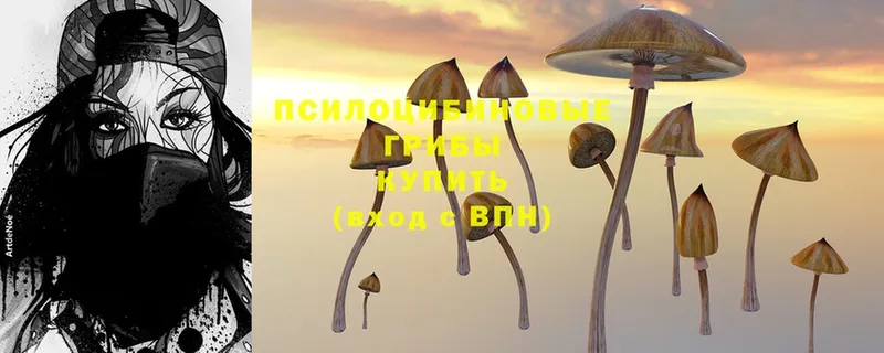 Псилоцибиновые грибы Psilocybe  Глазов 